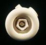 Immagine di Ricambio bocchetta per vasca bianca Ø40 Vitaviva Villeroy & Boch 497239